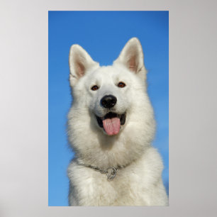 Pôster Cão de pastor suíço feliz