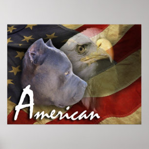 Pôster Cão de Pitbull Terrier do americano, bandeira,
