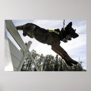 Poster Cão de polícia do german shepherd