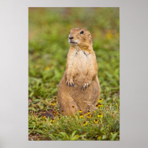 Poster Cão-de-pradaria-de-cauda-preta Cynomys