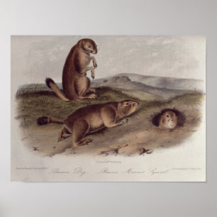 Poster Cão de pradaria 'dos Quadrupeds de North America