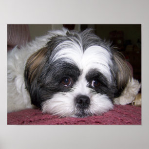 Pôster Cão de Shih Tzu