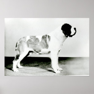 Pôster Cão de St Bernard