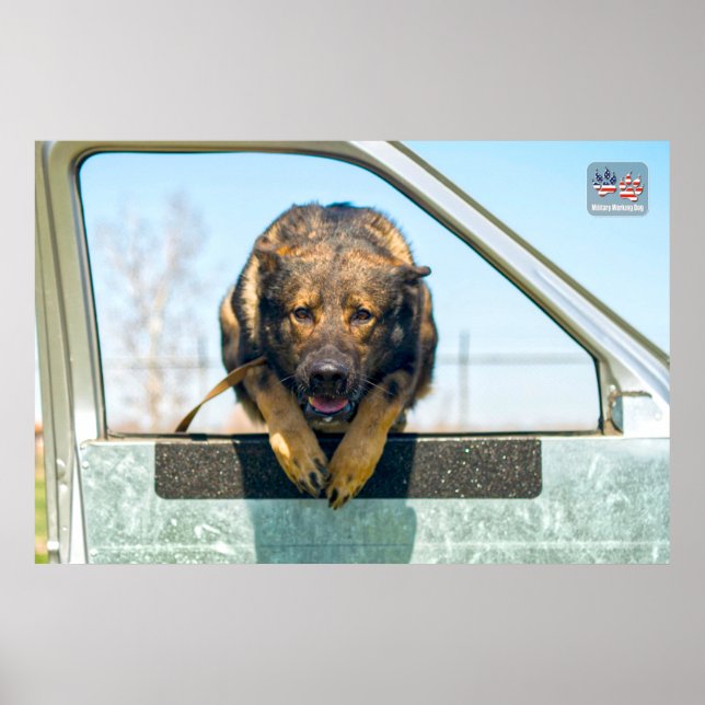 POSTER CÃO DE TRABALHO MILITAR DOS EUA (Frente)