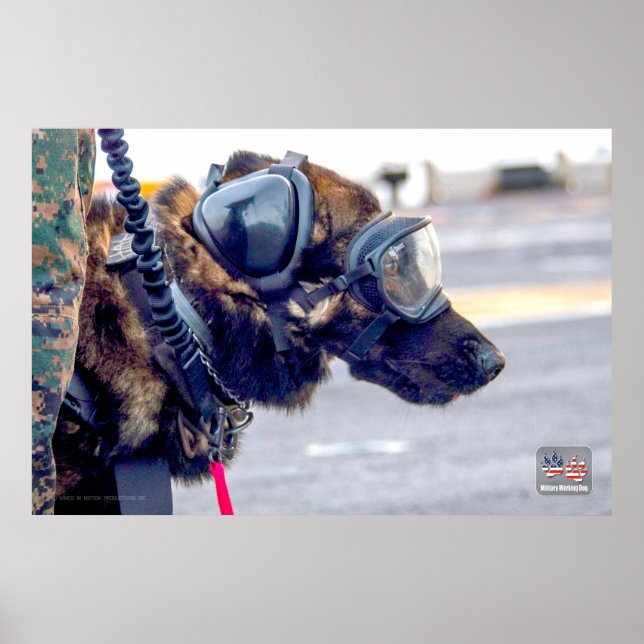 POSTER CÃO DE TRABALHO MILITAR DOS EUA (Frente)
