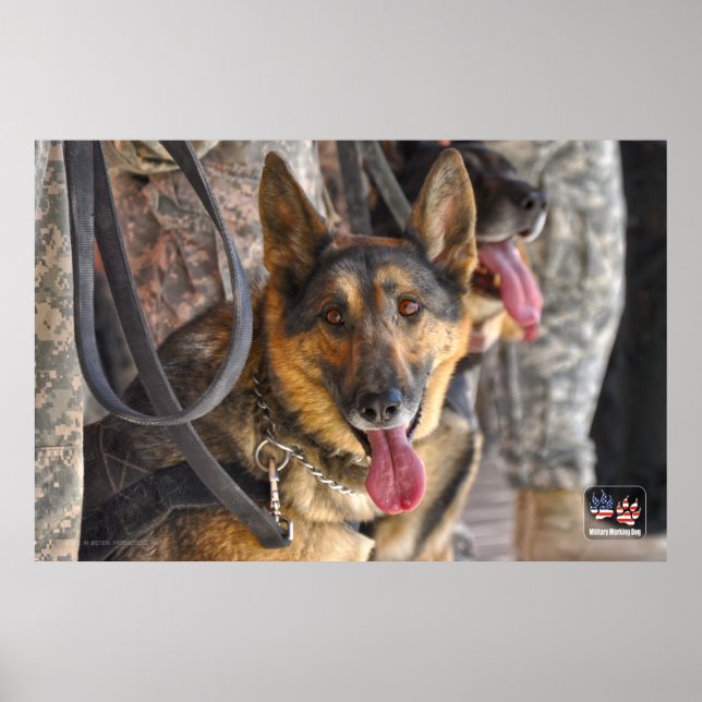 POSTER CÃO DE TRABALHO MILITAR DOS EUA (Frente)