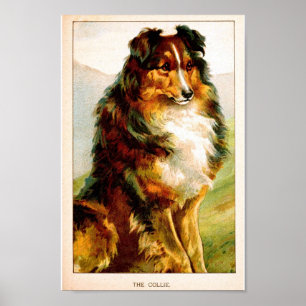 Pôster Cão do Collie do vintage