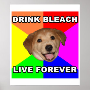 Pôster Cão do conselho