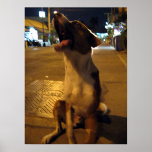 Pôster Cão do MAI… Soi do xixi, Tailândia