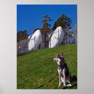 Poster Cão do perseguidor