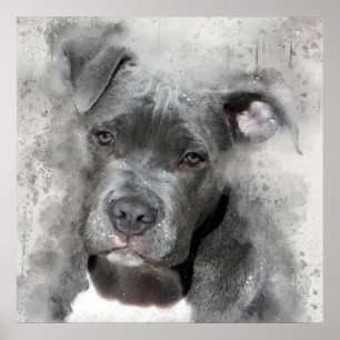 Pôster Cão do pitbull da pintura da aguarela do efeito d
