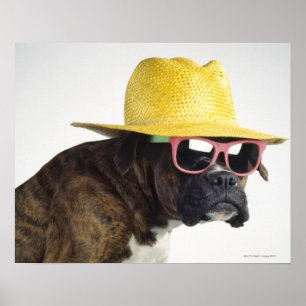 Poster Cão do pugilista com chapéu e vidros