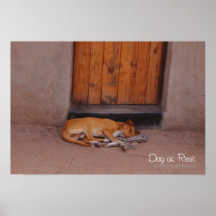 Poster Cão em repouso