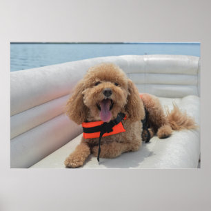 Poster Cão feliz de Cockapoo em sorrisos do barco do