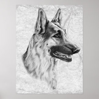 Pôster Cão german shepherd