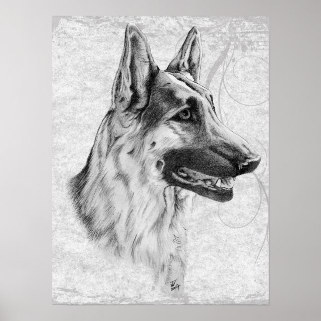 Pôster Cão german shepherd (Frente)