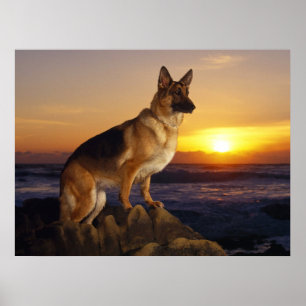 Poster Cão german shepherd, Alsaciano, ao pôr do sol