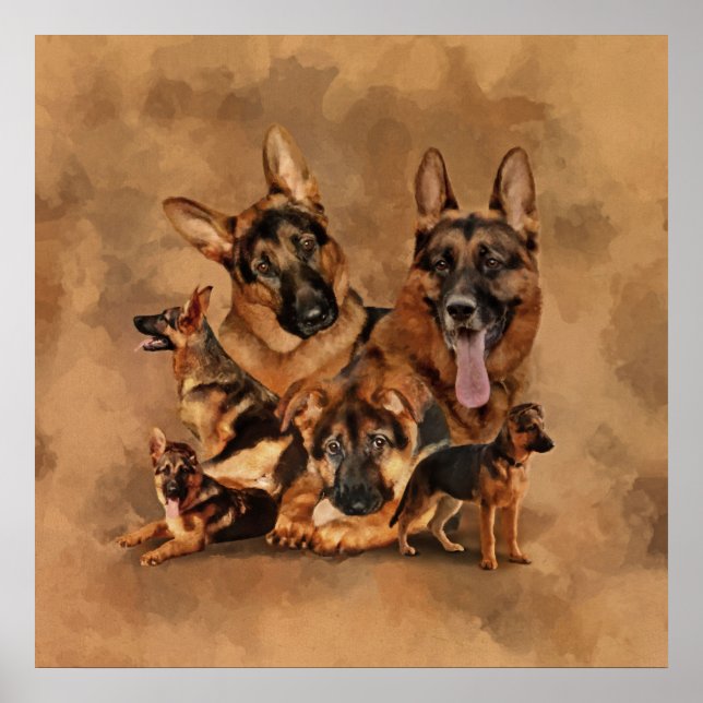 Poster Cão german shepherd - filhote, jovem, adulto (Frente)