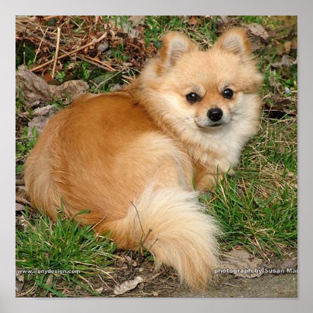 Pôster Cão Kleinspitz Alemão (Frente)