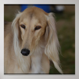 Pôster Cão louro de Saluki