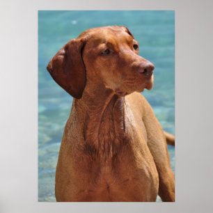 Pôster Cão Magyar Vizsla