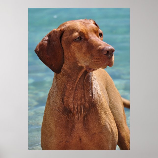 Pôster Cão Magyar Vizsla (Frente)