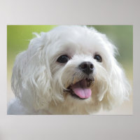Cão Maltês Branco