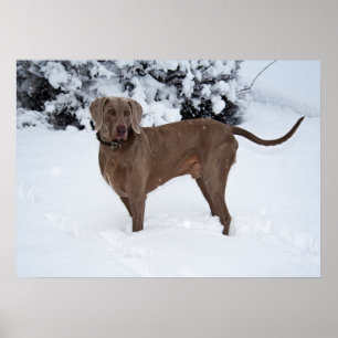 Pôster Cão masculino de Weimaraner no inverno