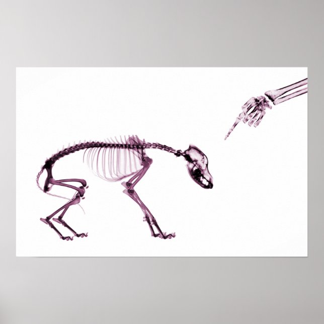 Pôster Cão Mau Xray Esqueleto Branco Rosa (Frente)