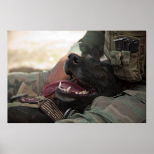 Poster Cão Militar German shepherd sorridente