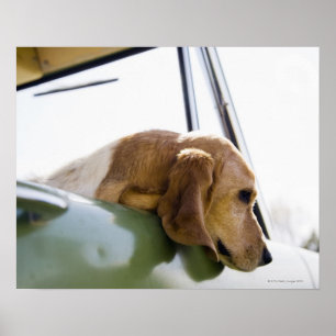 Poster Cão no carro