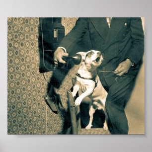 Pôster Cão no telefone