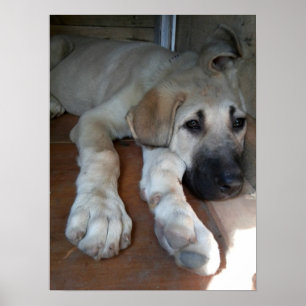 Poster Cão-Pastor Anatólico