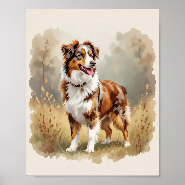 Poster Cão Pastor Australiano Vermelho Merle Aussie (Frente)