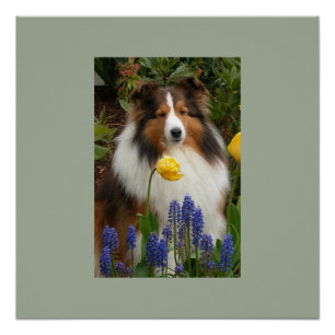 Pôster cão pastor de zonas úmidas em flores