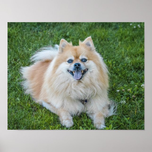 Poster Cão Pomerânia Sable Creme na Grama (Frente)