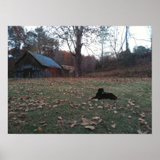 Poster Cão Preto pelo Celeiro de Outono