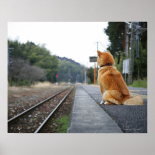 Poster Cão que senta-se no estação de caminhos-de-ferr
