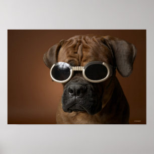 Pôster Cão que veste óculos de sol
