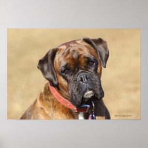 Poster Cão rajado do pugilista