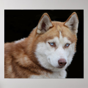 Pôster Cão ronco do Alasca