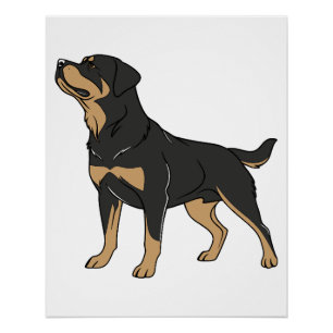 Pôster Cão Rottweiler, Cão Rottweiler em Pé