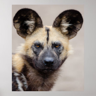 Pôster Cão selvagem africano em perigo