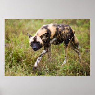 Poster Cão selvagem africano (Lycaon Pictus), Jogo Madikw