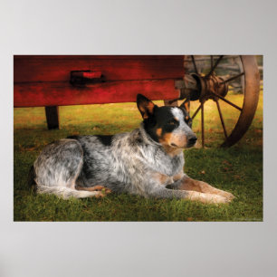 Poster Cão - Sempre Fiel