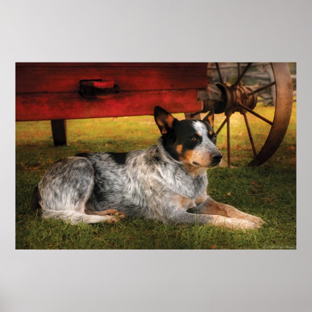 Poster Cão - Sempre Fiel (Frente)