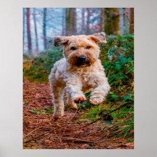 Poster Cão Terrier Wheaten.