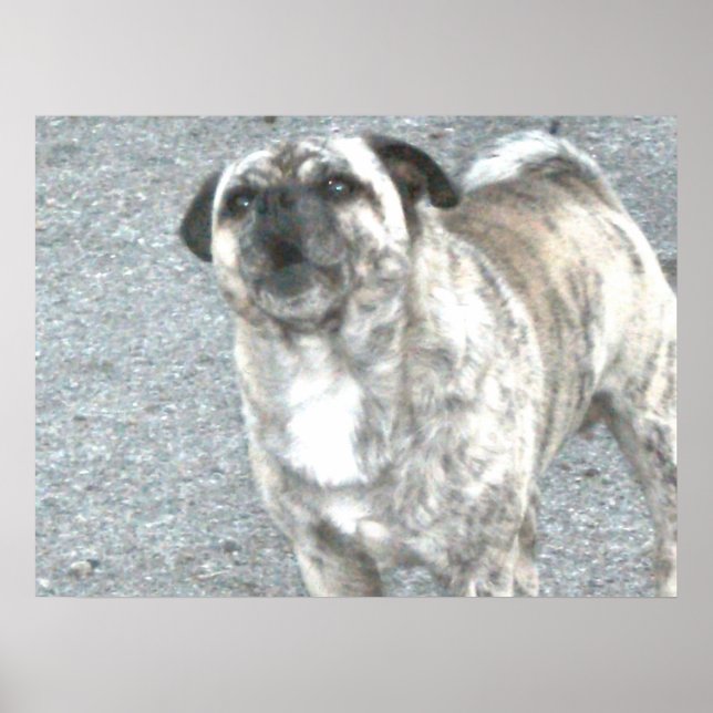 Poster Cão-Touro-Barco (Frente)