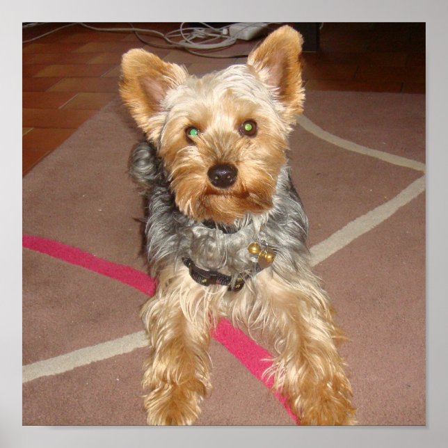 Pôster cão "yorkshire terrier" (Frente)