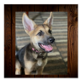 Pôster Cãozinho Athena